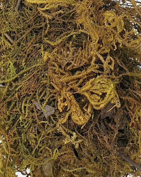 Eshel Maket Doğal Yosun Kahverengi 10gr
